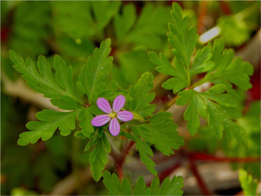 Geranium purpureum